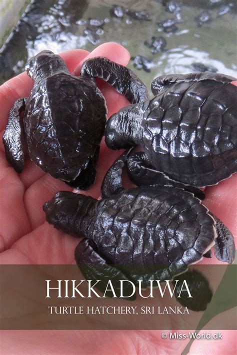 Hikkaduwa Turtle Hatchery Sri Lanka Artofit
