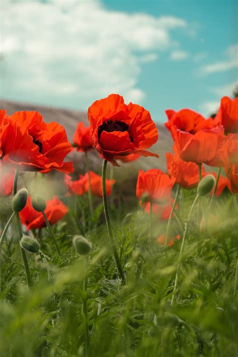500 Poppy Pictures Hd Download Free Images On Unsplash