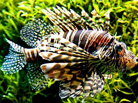 10 Of The Worlds Most Dangerous Fish