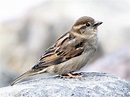 House Sparrow | Celebrate Urban Birds