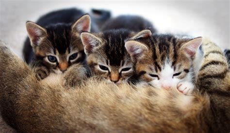 Mammal Animal Mother Three Kittens 4k Feline Cute Team Work