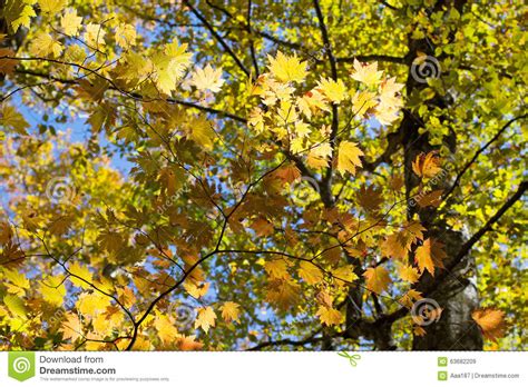 Yellow Autumn Tree Branch Stock Image Image Of Beautiful 63682209