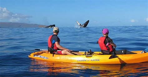 Whale Watching Kayak Snorkel Tour Adventure Tours Hawaii