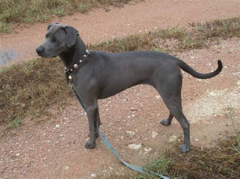 In alliance with the texas lacy game dog association! Blue Lacy Info, Temperament, Puppies, Pictures