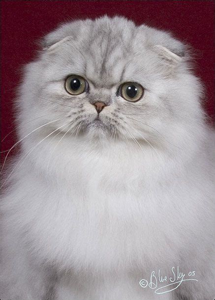 Persian Cat Mixed With Scottish Fold Pets Lovers
