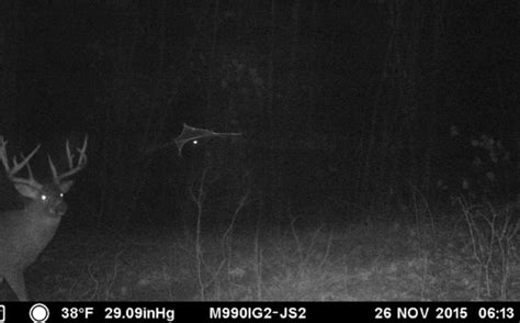Scouting By Trail Cam For Single Buck Pics Whitetail Habitat Solutions