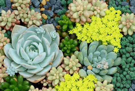 How To Save An Overwatered Succulent A Practical Guide Gardening Heavn