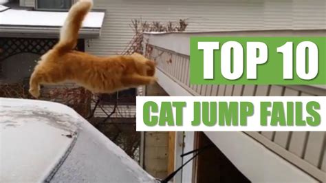 Top 10 Cat Jump Fails Youtube