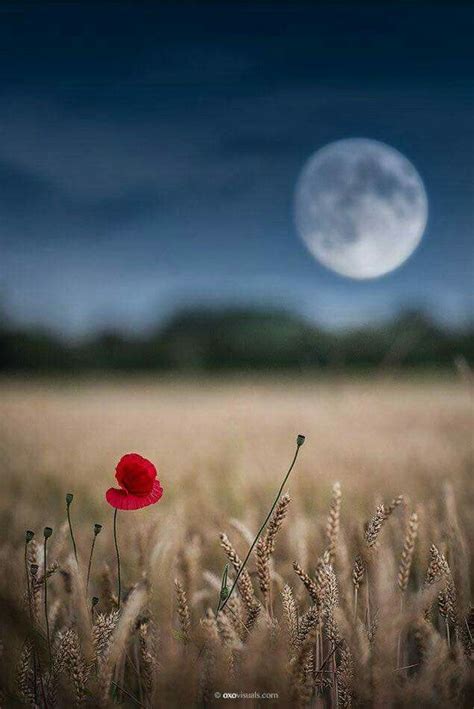 Pin By Cinzia Mangano On Moon Luna Beautiful Moon Moon Nature