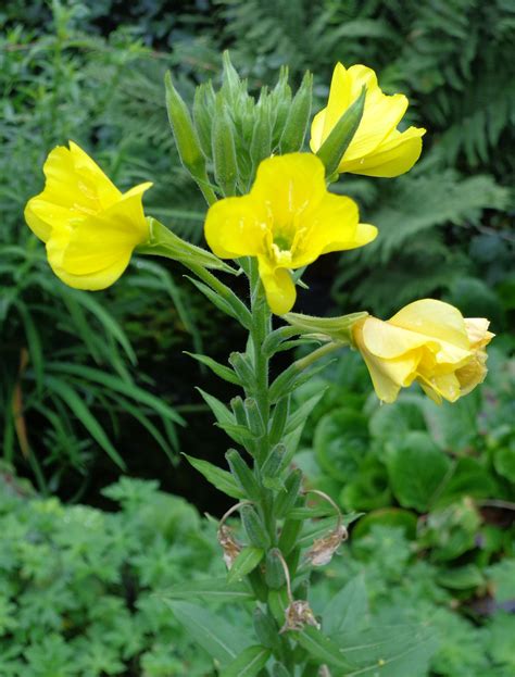 July 31st The Flowers Of The Common Evening Primrose Oenothera