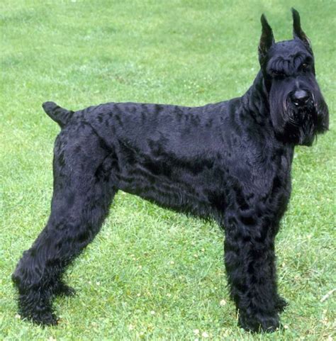 Giant Schnauzer Dog Breed Information And Images K9 Research