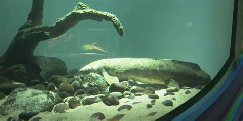 Meet Methuselah Likely Oldest Aquarium Fish Myanmar International Tv