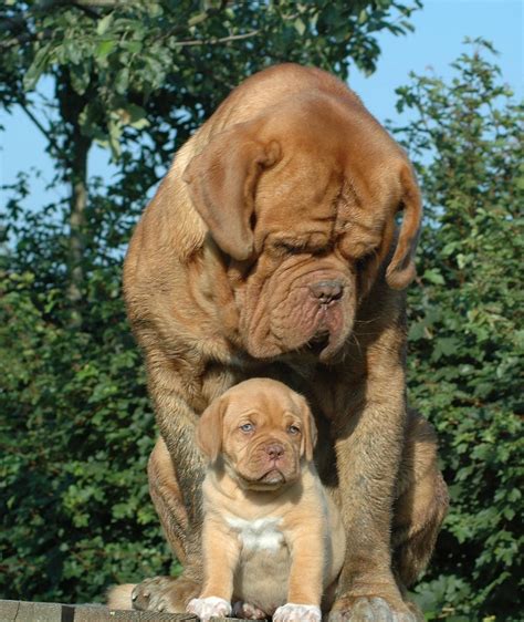 I M So Proud Of You Bull Mastiff Dogs Bordeaux Dog Mastiff Dogs