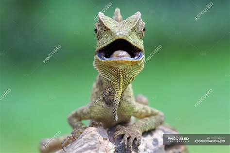 Portrait Of A Lizard With Its Mouth Open Closeup View Selective Focus