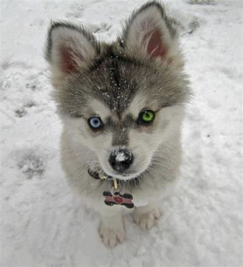 Husky Puppy Has Amazingly Cool Eyes Rnordiccool