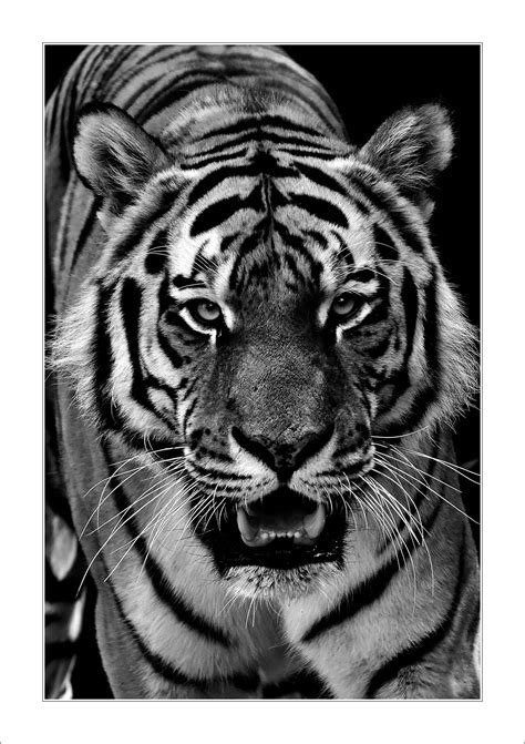 Tiger Head Black And White Poster Framed Wall Art Print Etsy