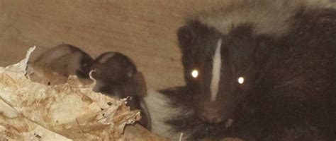 Best Ways To Remove Skunks From Under Your Shed Or Porch