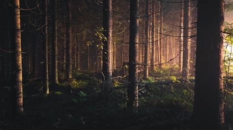 Forest 4k Wallpapers For Your Desktop Or Mobile Screen
