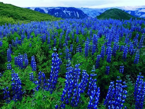Blue Flowers On A Mountain Field Hd Wallpaper