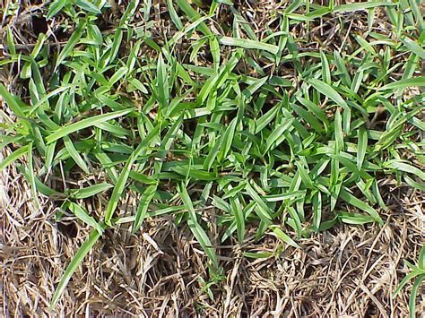 5 Weeds Ruining Your Jacksonville Lawn And What To Do