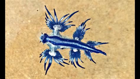 Blue Sea Slug Glaucus Atlanticus Australia Unedited Youtube