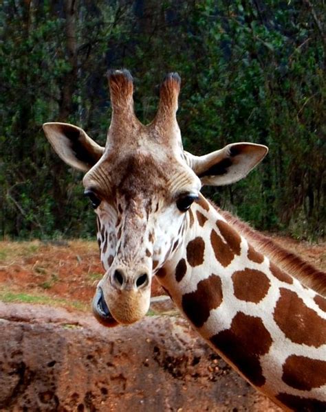 Giraffe Photo By Me See On Fine Art America Animal Photo Giraffe