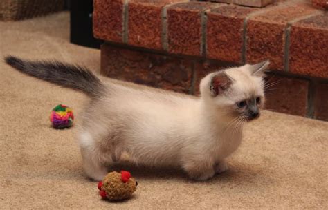≡ Ragdoll Cat Breed Personality Rescue Adoption Size Cost