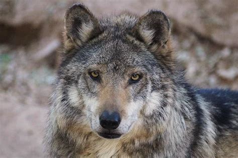 Mexican Grey Wolf Photograph By Dennis Boyd Fine Art America