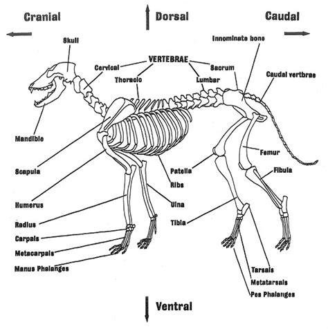 Types And Parts Of Bones Reading Ancient Animal Remains