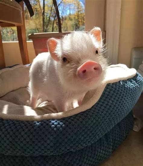Lovely Pet Pig Do You Want To Raise One Gloria Love Pets Cute