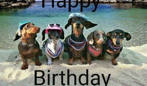 Dachshund Happy Birthday Meme Best 25 Funny Birthday Card