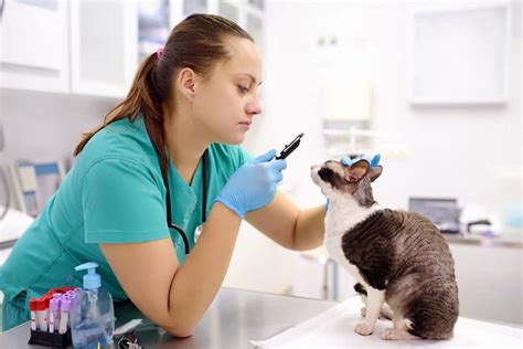 8 Essential Traits Of Veterinary Nurses And Assistants Ici