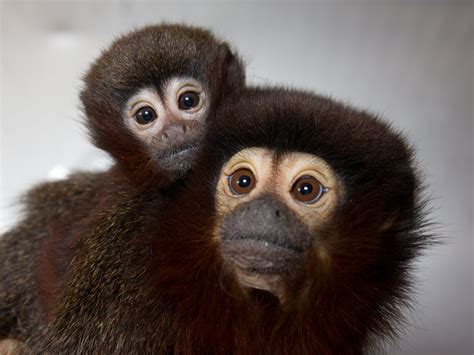 Titi Monkey Infant California National Primate Research Center