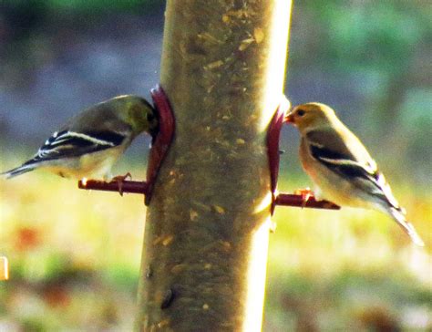 Birds in my backyard book. Great Backyard Bird Count - Feb 15-18 | Cindy McIntyre's Blog