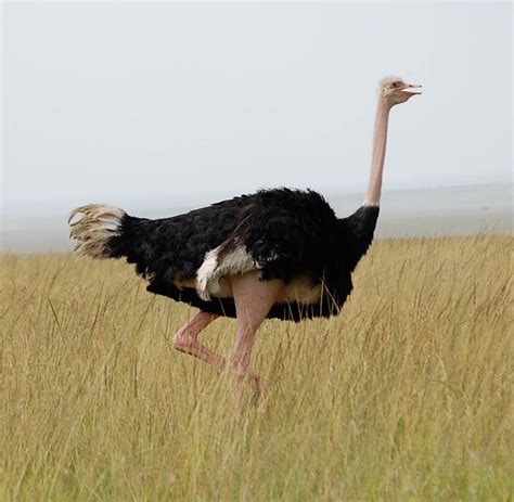 The Real Reason Why Ostriches Cant Fly Bio Aerial Locomotion 2011