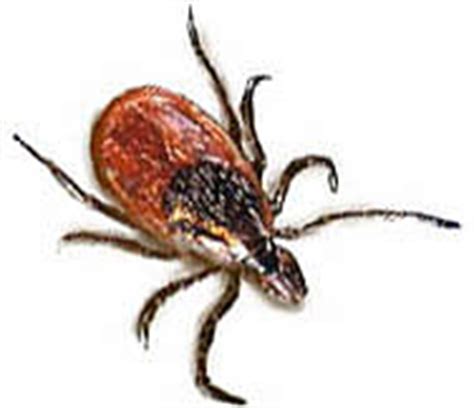 The rash has a very distinctive shape, rather like a shooting target, and thus is easy to identify. Boala Lyme | EuVita