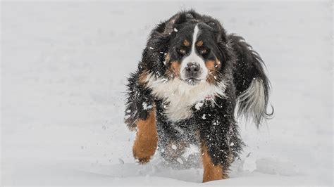 Bernese Mountain Dog Puppies A Great Worker Companion Petmoo