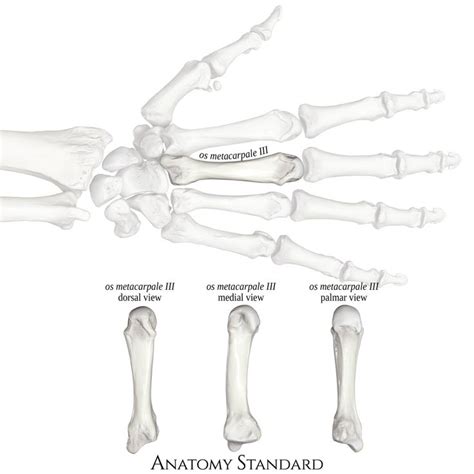 3rd Metacarpal Bone Bones Anatomy 3d Model