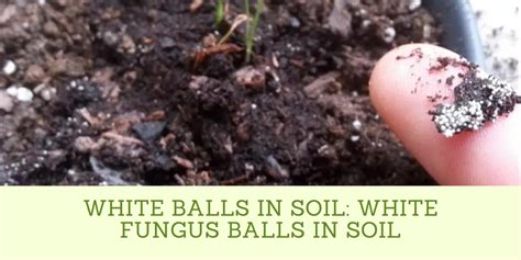 White Balls In Soil 2022