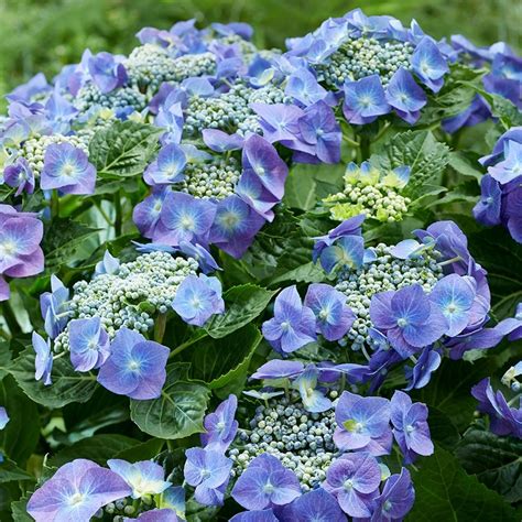 buy lacecap hydrangea hydrangea macrophylla teller blue