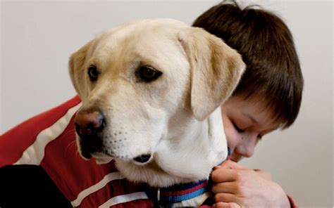 Assistance Dogs How Canine Helpers Can Give People Their Lives Back