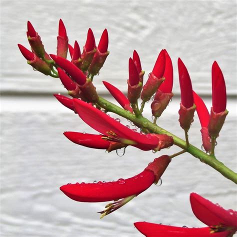 Firecracker Plant Care 5 Steps To Beautiful Flowers Pollinators