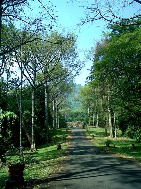 Local business in batam, riau, indonesia. kebun raya purwodadi pandaan - Tempat Wisata | Foto Gambar Wallpaper