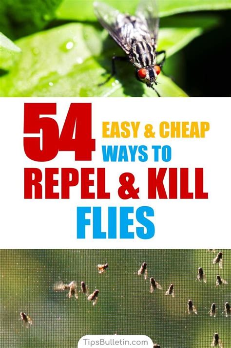 Find Out How To Keep Flies Away In A Natural Way With 54 Ways To Repel