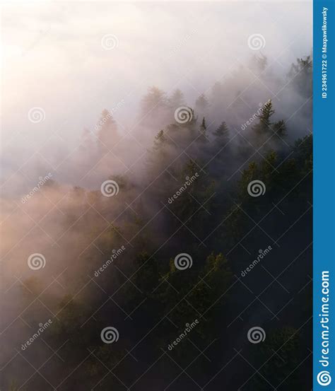 Calm Moody Forest In Misty Fog In The Morning Stock Photo Image Of