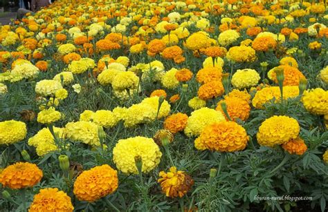 Ide Gambar Bunga Matahari Warna Kuning Gambar Bunga