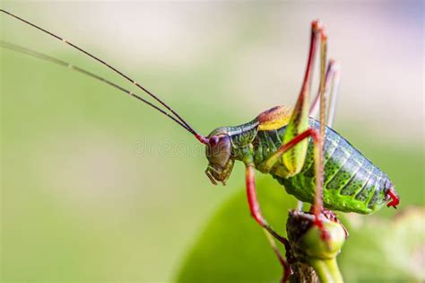 Colorful Cricket On The Leaf Iv Stock Photo Image Of Sunlight Insect