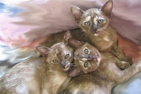 However as they become old, a few #burmesecat can. Burmese Cats and Kittens - Colours we breed