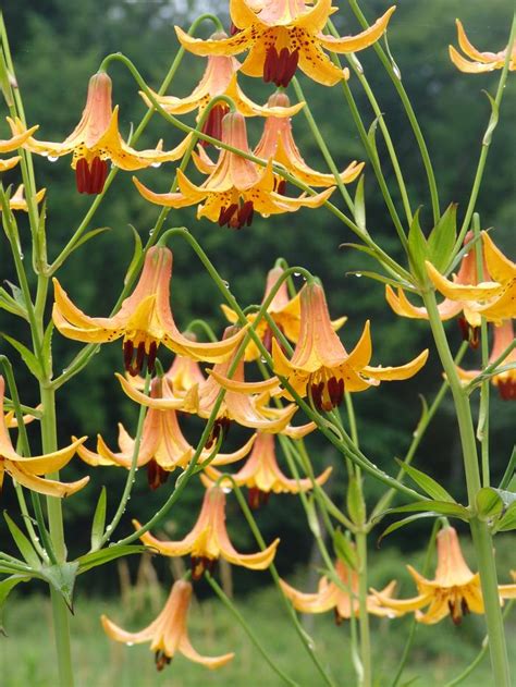 Canada Lily Lilium Canadense From New England Wild Flower Society