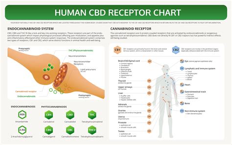 How Cbd Helps What It Is And How It Works Wholesome Relief